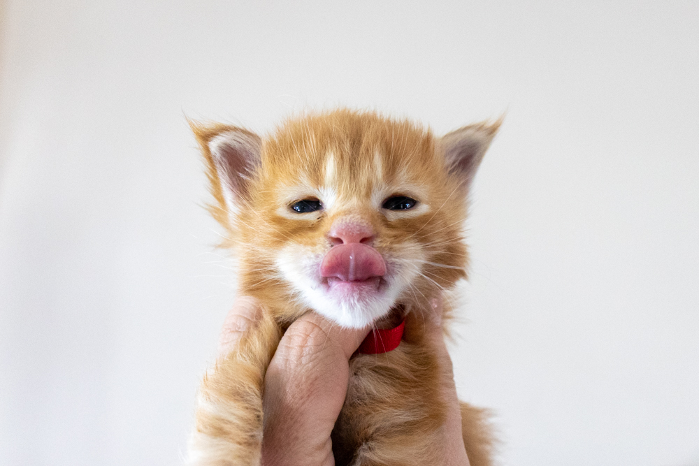 Filhote maine coon